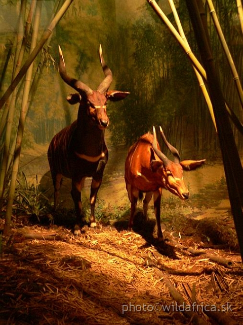 Picture 135.jpg - Mountain  Bongo (Tragelaphus euryceros isaaci) in the bamboo forest. Mount Kenya. Another view.